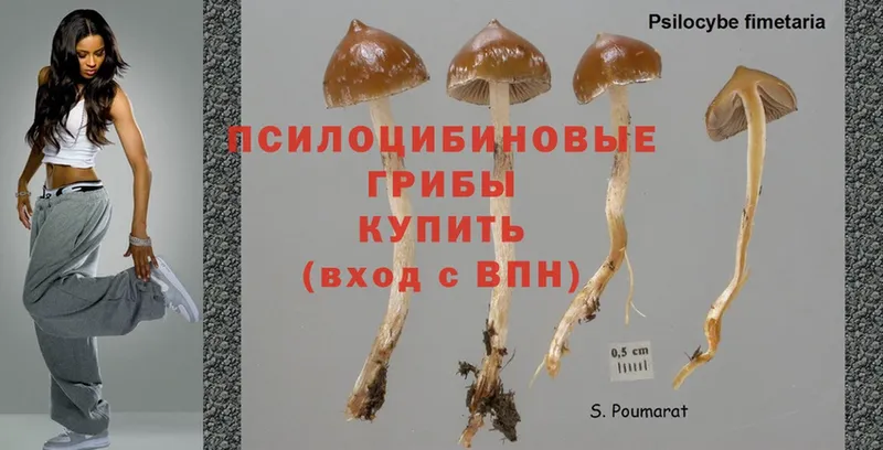 дарк нет состав  Петропавловск-Камчатский  Галлюциногенные грибы Magic Shrooms 